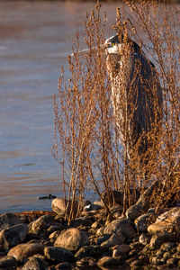 Close-up of frozen lake