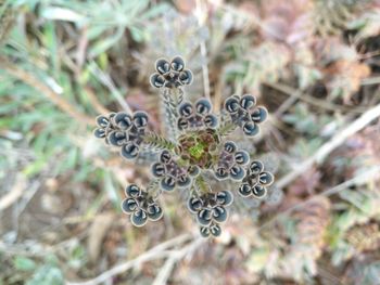 Close-up of plant