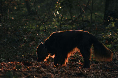 Side view of dog walking on forest field