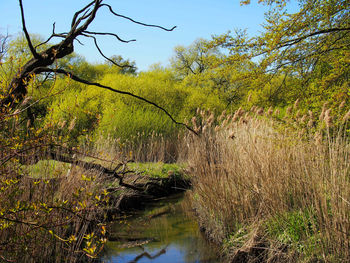 Plants growing on land by lake in forest against sky