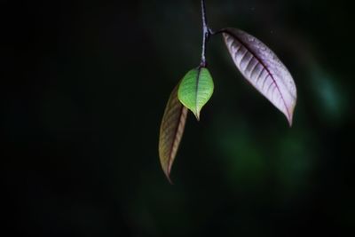 Close-up of plant against blurred background