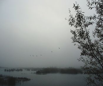 Bird flying over lake against sky