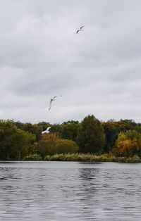 Bird flying over lake against sky