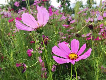 Close-up of purple flowers