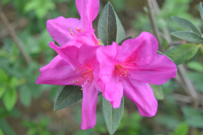 Close-up of pink flowering plant