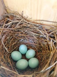 High angle view of eggs in nest