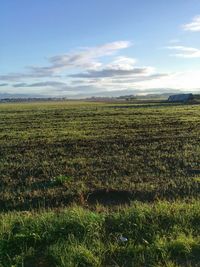 Scenic view of grassy field against sky