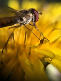 Close-up of bee on yellow flower