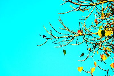 Low angle view of bare tree against clear blue sky