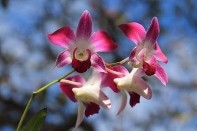 Close-up of pink flowering plant