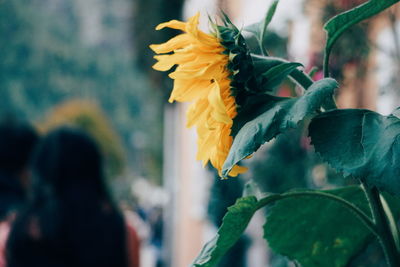 Close-up of yellow flowering plant