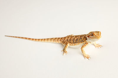 Close-up of lizard against white background