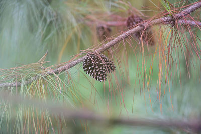 Close-up of an animal on grass