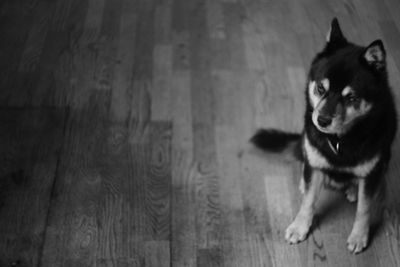 Close-up portrait of dog