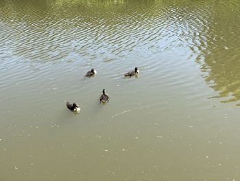 High angle view of ducks swimming in lake