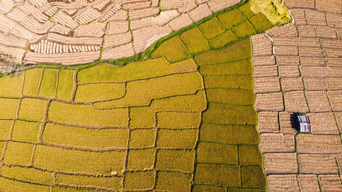 High angle view of agricultural field