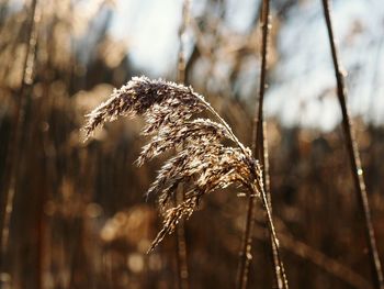 Close-up of frozen plant