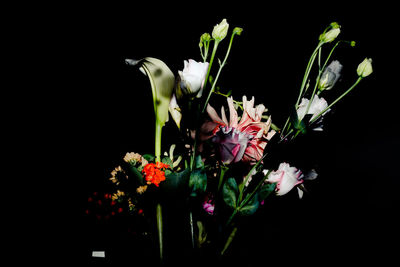 Close-up of flowers against black background