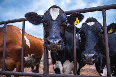 Cows in a farm