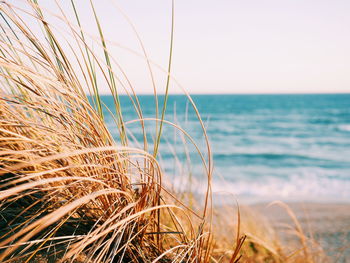 Close-up of dry grass at beach against sky