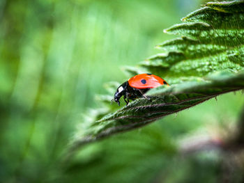 Close-up of ladybug on plant