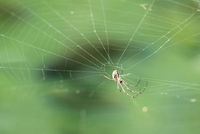 Close-up of spider on web