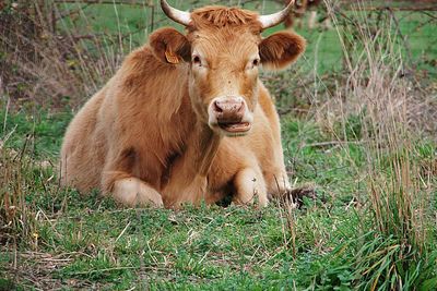 Cow in a field