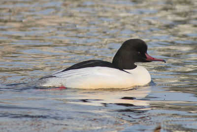 Close-up of duck swimming in lake