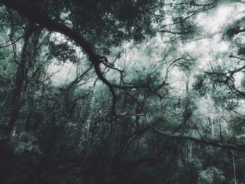 Low angle view of trees in forest