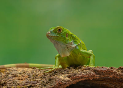 Close-up of lizard on rock