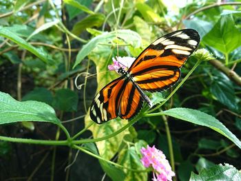 Close-up of butterfly pollinating on flower