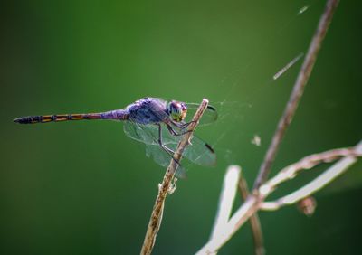 Close-up of insect on plant