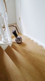 High angle view of a dog on floor at home