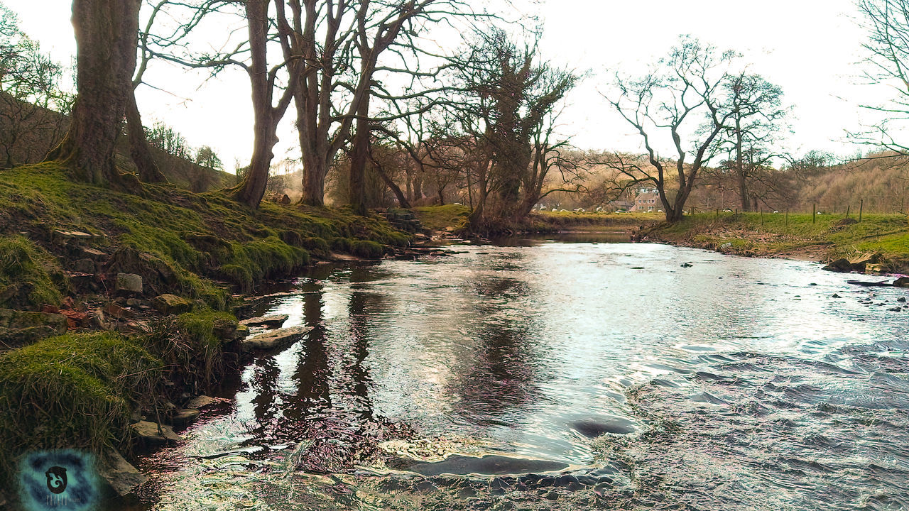 tree, water, plant, forest, tranquility, nature, scenics - nature, beauty in nature, tranquil scene, river, day, land, no people, tree trunk, trunk, non-urban scene, flowing water, growth, outdoors, flowing, woodland