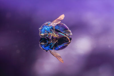 Macro shot of insect on purple flower