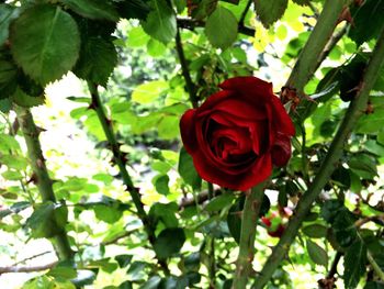 Close-up of red rose