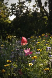 Close-up of flowering plants on field