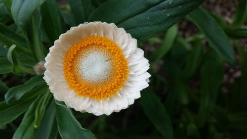 Close-up of flower blooming outdoors