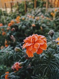 Close-up of orange marigold flower