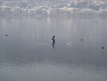 Swans swimming in lake