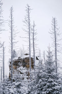 Trees on snow covered landscape