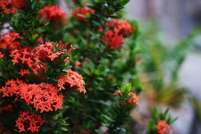 Close-up of plants against blurred background