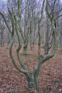 Bare trees on field during autumn