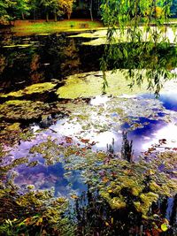 Reflection of trees in water