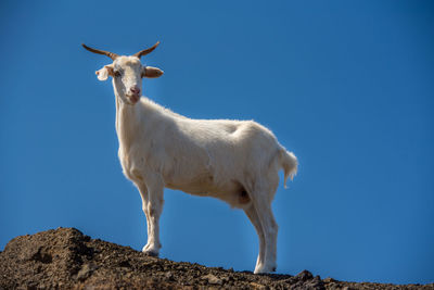 Low angle view of a horse on the land