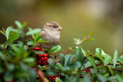 Close-up of bird on plant