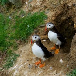 High angle view of puffins on field by nest