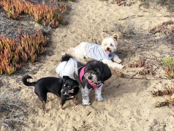 High angle view of two dogs on sand