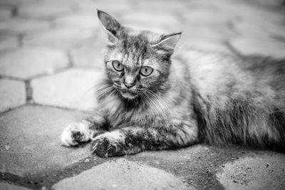 Portrait of cat resting outdoors