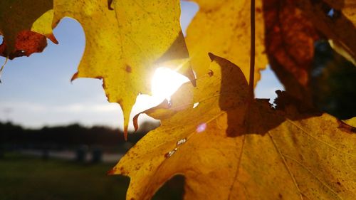 Close-up of yellow leaf against sky